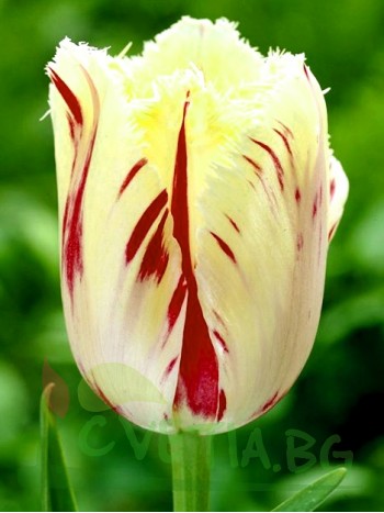  Лале (Tulipa 'Carrousel')  T47